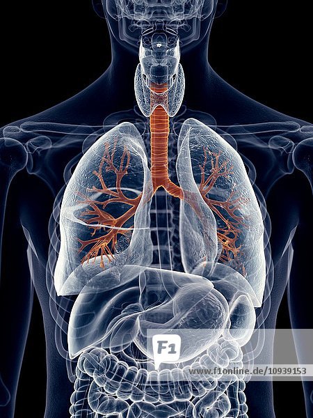 Human lung bronchi