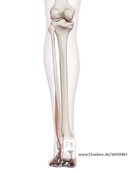 Human leg muscles
