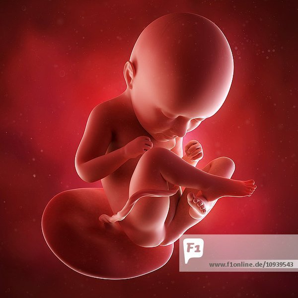Human foetus age 35 weeks