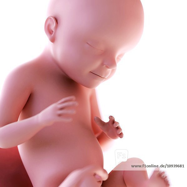 Human foetus age 28 weeks