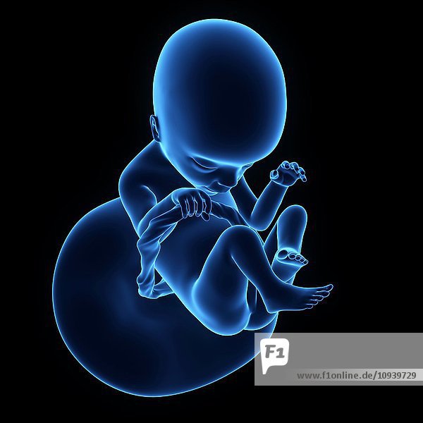 Human foetus age 18 weeks