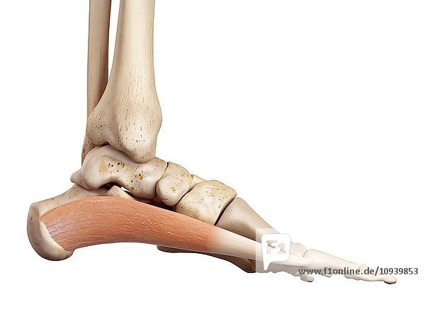 Anatomie des menschlichen Fußes