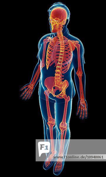 Male skeletal system  illustration