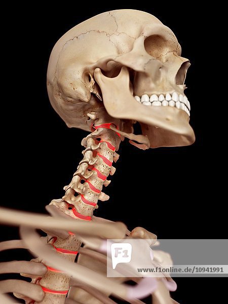 Human neck anatomy