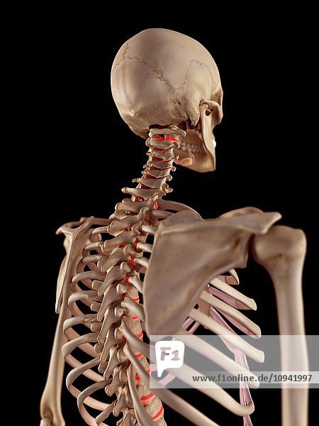 Human spine anatomy