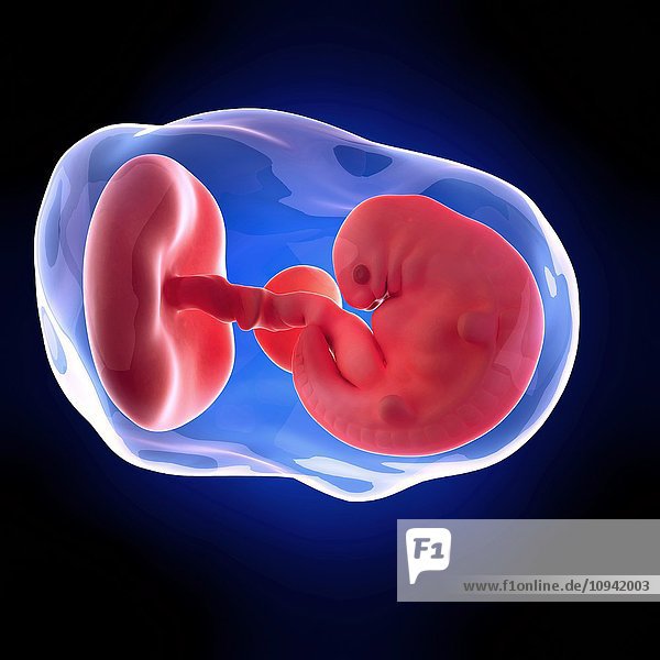 Human embryo age 6 weeks