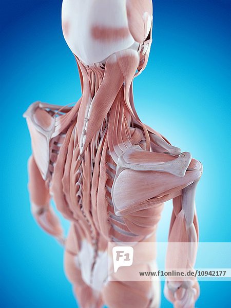 Human shoulder anatomy