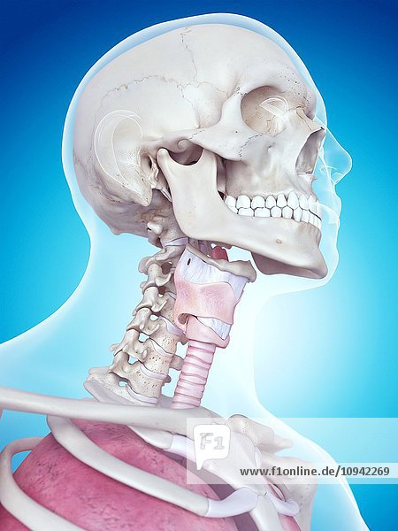 Human larynx