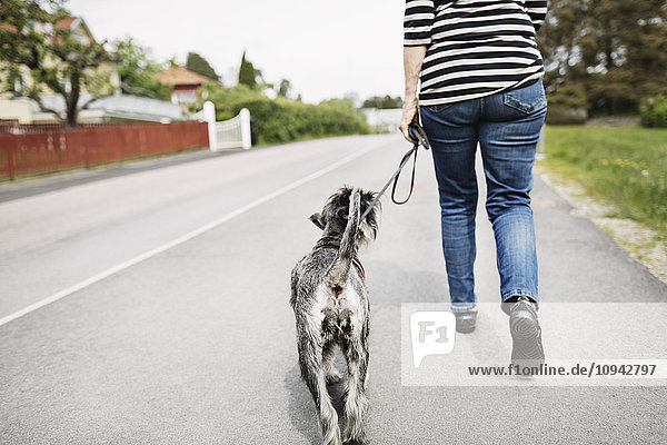 Niederquerschnitt Rückansicht der Seniorin mit Hund auf der Straße