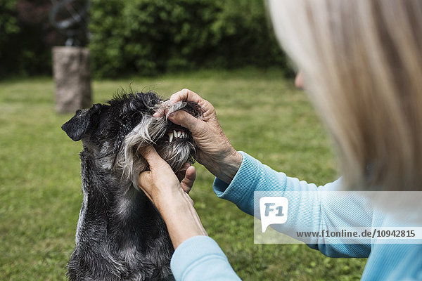 Seniorin untersucht Hundezähne auf dem Hof