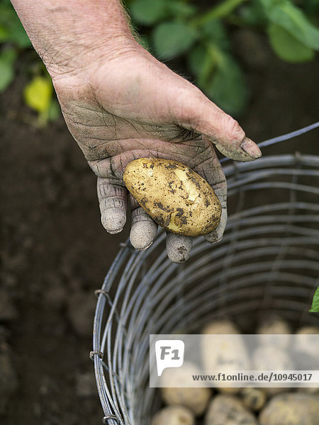 Person holding fresh potato