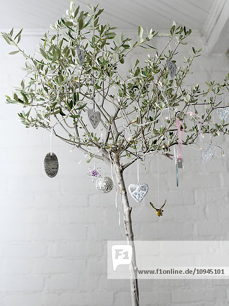 Olive tree with christmas decorations