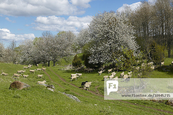 Weidende Schafe auf einer Wiese