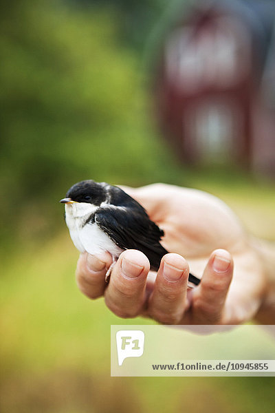 Hand holding swallow