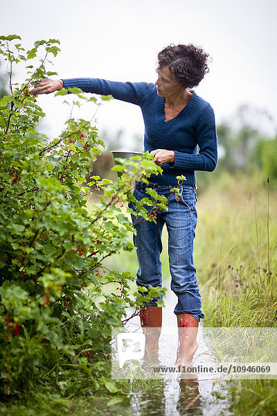 Woman picking red currants