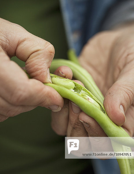 Person holding green beans