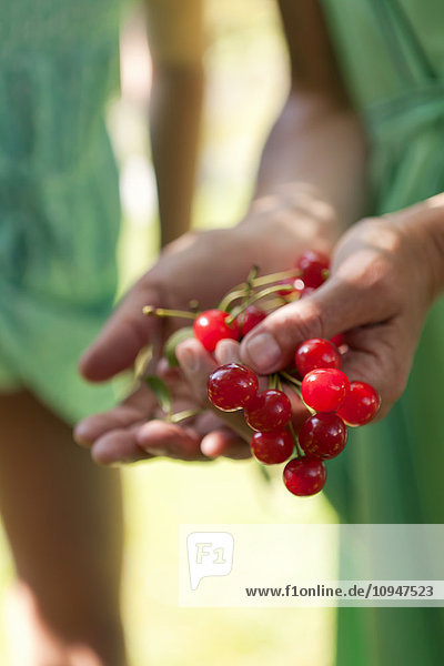 Close up of hand holding bunch of cherries