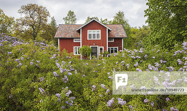 Lilacs flowering in front of wooden house