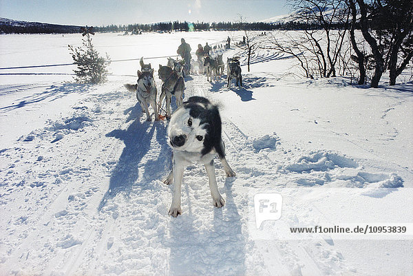 Sled Dogs in the snow.