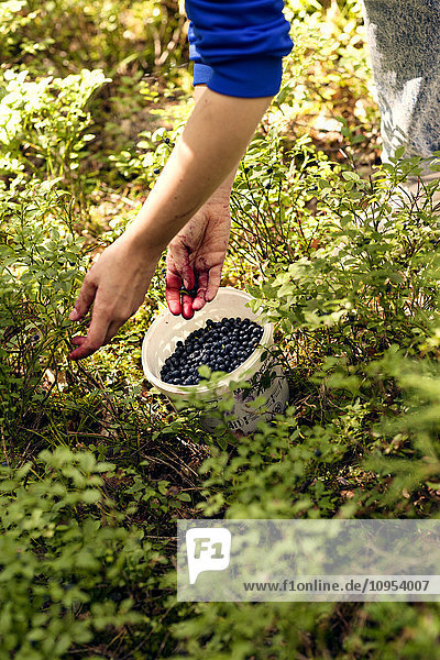 Woman picking blueberries