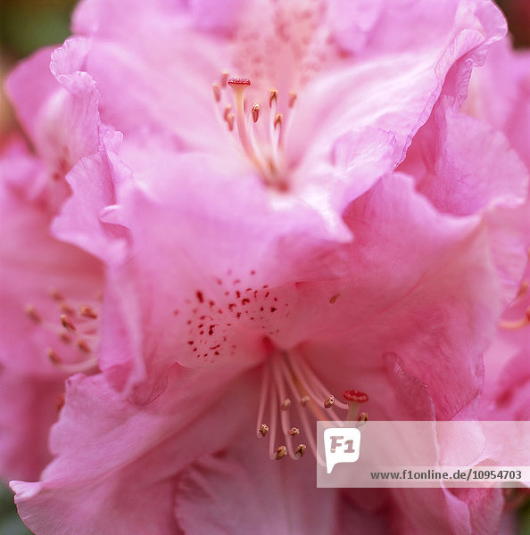 Nahaufnahme eines rosa Rhododendrons.