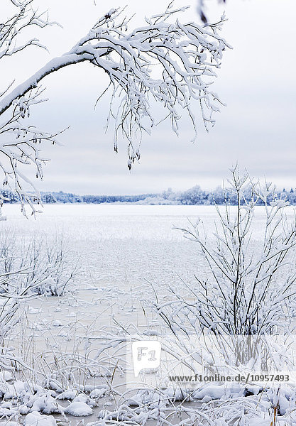 Winterliche Landschaft an einem Fluss  Schweden.
