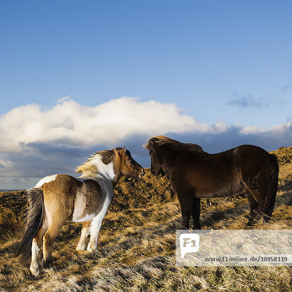 Isländische Pferde auf einem Feld  Island.