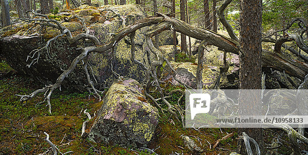 Ein Urwald mit Kiefern  Schweden.