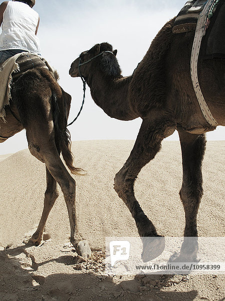 Dromedare in der Wüste mit Menschen auf dem Rücken  Tunesien.