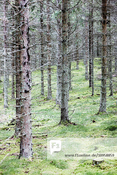 Ein Fichtenwald  Schweden.
