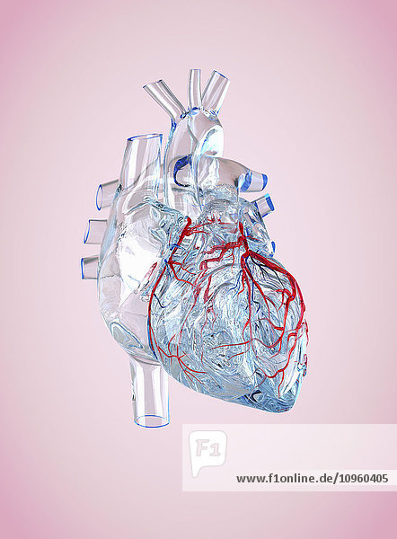Transparentes anatomisches Modell eines Herzens