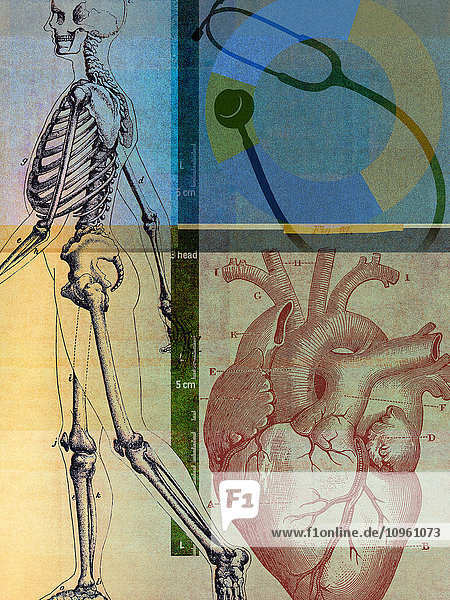 Anatomische Illustration eines menschlichen Skeletts und Herzens