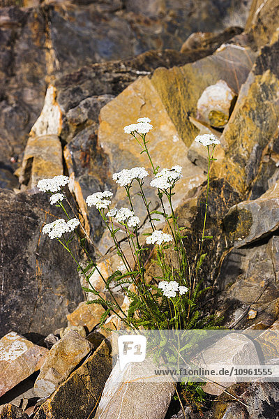 Blumen zwischen Felsen entlang des Whirlpool Canyon  Liard River  entlang des Alaska Highway  nördlich von Liard Hot Springs  British Columbia  Kanada  Sommer