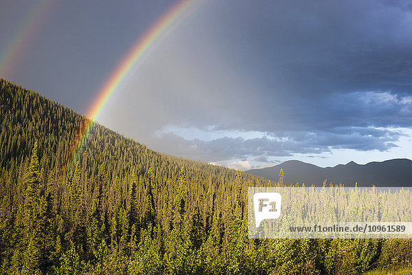 Doppelter Regenbogen über einem immergrünen Wald  Yukon Territorium  Kanada  Sommer