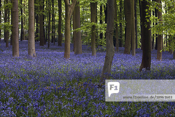 Lichtschacht im Glockenblumenwald; Northamptonshire  England'.
