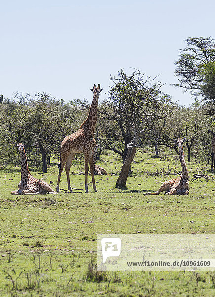 'Masai Giraffes (Giraffa camelopardalis tippelskirchi)  Mara Naboisho Conservancy; Kenya'