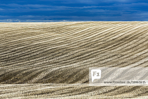 Erntestoppel-Linien auf einem hügeligen Feld mit blauem Himmel; Alberta  Kanada'.