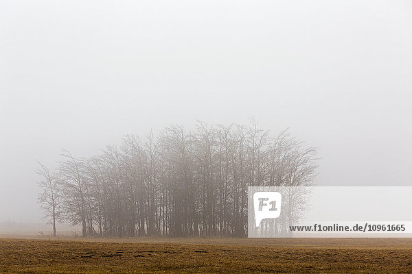 Bäume in einem nebligen Feld; Alberta  Kanada'.