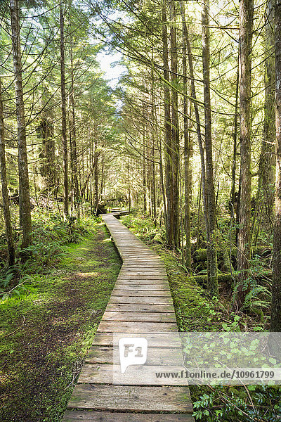 Waldspaziergang  Pacific Rim National Park; Vancouver Island  British Columbia  Kanada'.