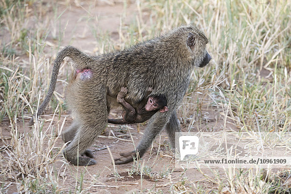 Weiblicher Olivenpavian (Papio anubis) mit Baby am Bauch spaziert durch Gras  Tarangire National Park; Tansania'.