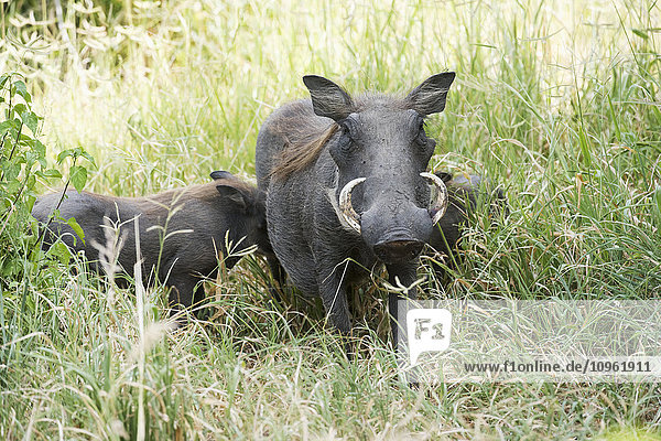 'Female Common Warthog (Phacochoerus africanus) with two babies standing in tall grass Tarangire National Park; Tanzania'