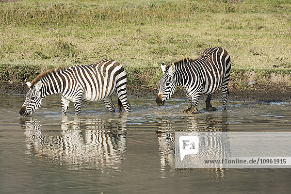 'Two Common Zebra drinking in waterhole at Ngorongoro Crater; Tanzania'