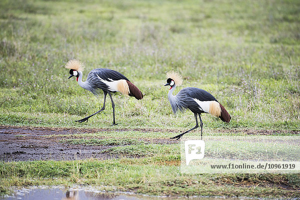 'Pair of Grey Crowned Cranes (Balearica regulorum) walking on floor of Ngorongoro Crater; Tanzania'