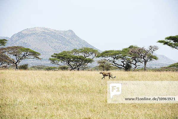 'Cheetah (Acinonyx jubatus) walking through open savannah in Serengeti National Park; Tanzania'