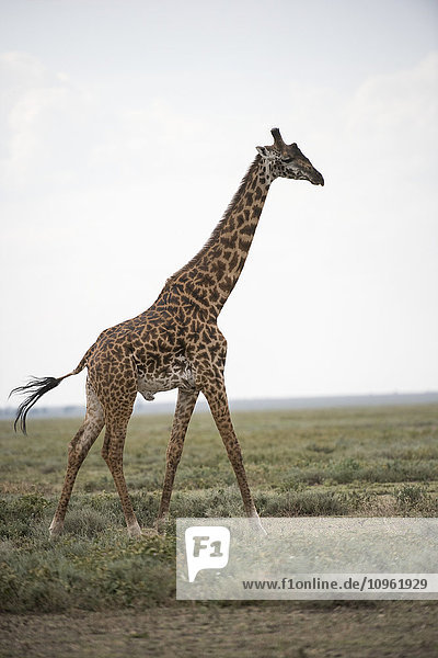 'Large male Maasai Giraffe (Giraffa camelopardalis) strides across Serengeti short grass plains near Ndutu Ngorongoro Crater Conservation Area; Tanzania'