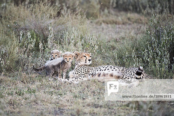 'Two small cubs next to female Cheetah (Acinonyx jubatus) lying in short grass near Ndutu Ngorongoro Crater Conservation Area; Tanzania'