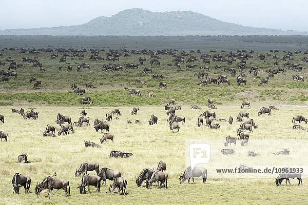 'Large herd of Wildebeest (Connochaetes taurinus) grazes on the Serengeti short grass plains near Ndutu Ngorongoro Crater Conservation Area; Tanzania'