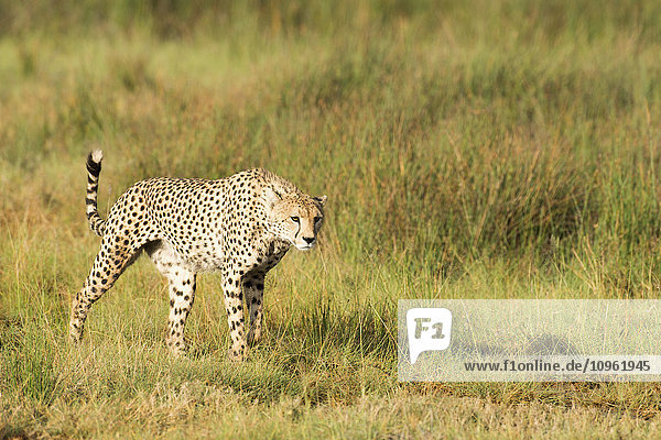 'Alert Cheetah (Acinonyx jubatus) stalking through open grassland near Ndutu Ngorongoro Crater Conservation Area; Tanzania'