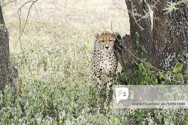 'Female Cheetah (Acinonyx jubatus) rubs against tree trunk while young cub looks up at her from below near Ndutu Ngorongoro Crater Conservation Area; Tanzania'