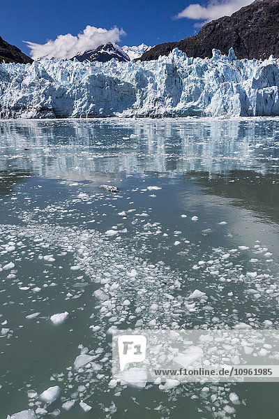 View of the face of Margerie Glacier with floating ice in the foreground in Glacier Bay National Park  Southeast Alaska  Summer